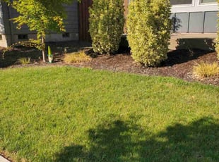 Eddie T.'s yard work service result