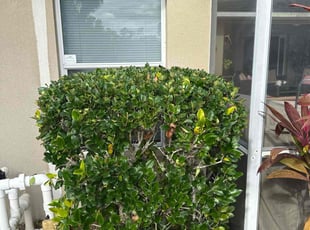 Johnnie W.'s Bush Trimming service result