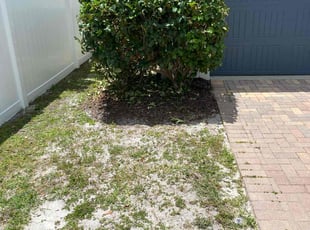 Alexander P.'s Bush Trimming service result