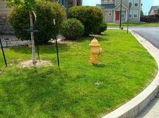 Shelby S.'s turf care service result