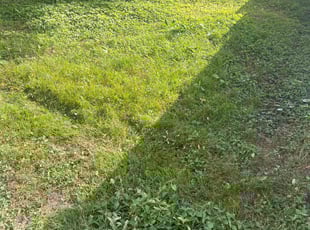 Nancy L.'s grass cutting service result