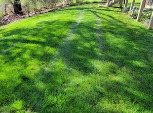 Sue M.'s lawn service service result