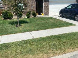 Joe H.'s grass maintenance service result