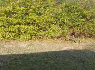 Kimlan B.'s Bush Trimming service result