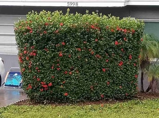 Tancherrys G.'s Bush Trimming service result