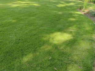 Juan G.'s grass cutting service result