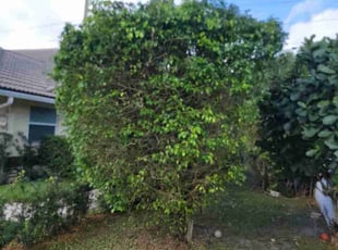 Robert M.'s Bush Trimming service result