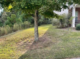 Dorothy L.'s turf care service result