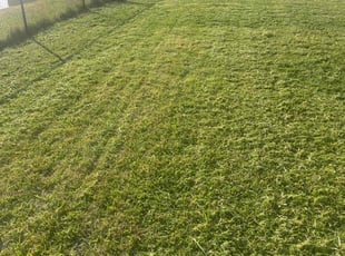 Lydia W.'s turf maintenance service result