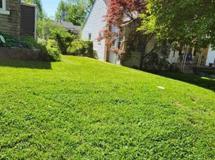 Megan V.'s lawn maintenance service result