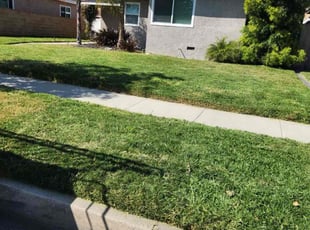 Sharon M.'s turf care service result