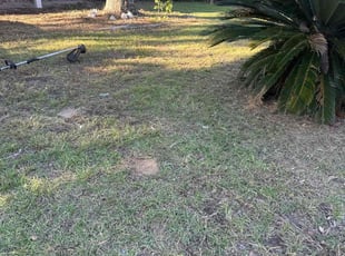 Tiffany R.'s lawn maintenance service result