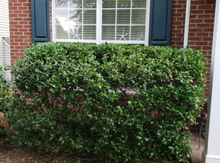Bob O.'s Bush Trimming service result