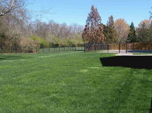 Rachel B.'s lawn care service result
