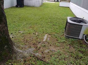 Mrs. L.'s turf care service result