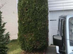 Steve W.'s Bush Trimming service result