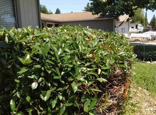 John H.'s Bush Trimming service result