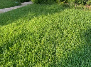 Anna F.'s lawn maintenance service result