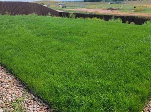 Maryanne W.'s grass maintenance service result