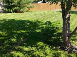 Bob W.'s turf care service result