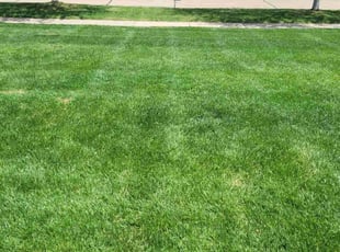 Rickey W.'s grass cutting service result