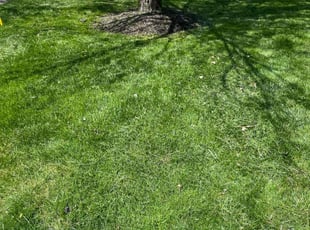 Jon C.'s lawn maintenance service result
