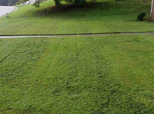 Rebecca M.'s grass cutting service result