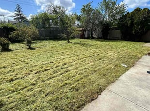 David D.'s turf care service result