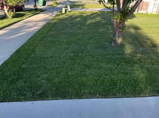 Sandy S.'s grass maintenance service result