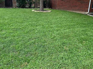 Melissa A.'s lawn maintenance service result