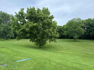 Camile I.'s lawn service service result
