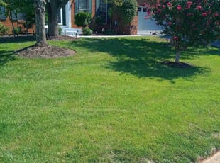 Jalpa P.'s grass maintenance service result