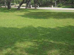 Marianne &.'s grass maintenance service result