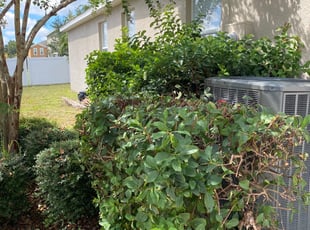 Gloria R.'s Bush Trimming service result