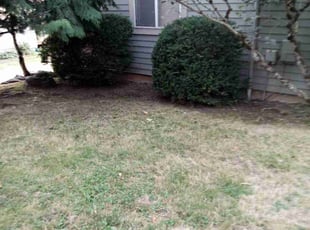 Laura G.'s Bush Trimming service result