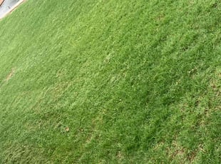 Lisa G.'s yard care service result