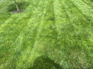Brandt R.'s grass maintenance service result