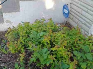 Bernard B.'s Bush Trimming service result