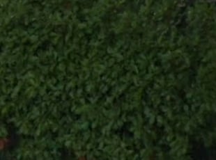 Sid D.'s Bush Trimming service result