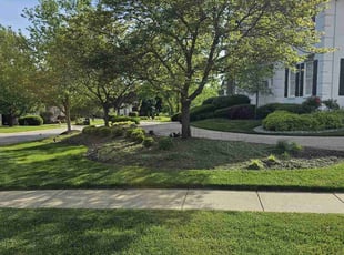 Robert H.'s yard maintenance service result