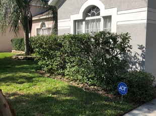 Alicia S.'s Bush Trimming service result