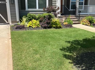 Cindi A.'s Bush Trimming service result