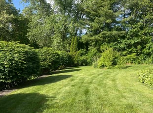 Nafetalai F.'s lawn maintenance service result