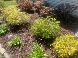 Anthony G.'s Landscaping service result
