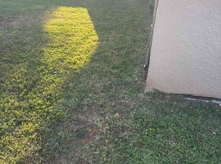 Peter H.'s grass cutting service result