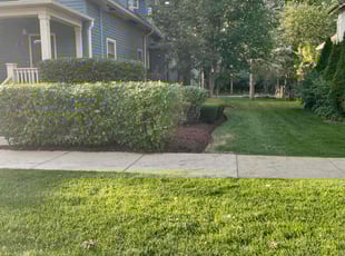 Debra B.'s turf care service result