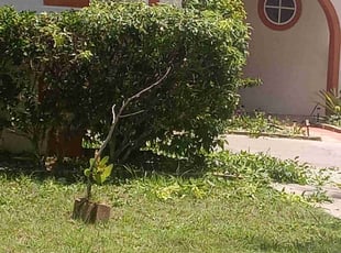 Charles B.'s Bush Trimming service result