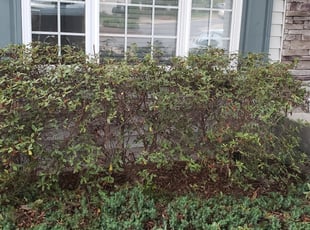 Daniel A.'s Bush Trimming service result