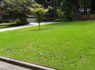 Phillip B.'s turf care service result