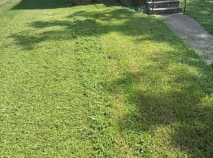 Sean O.'s grass cutting service result